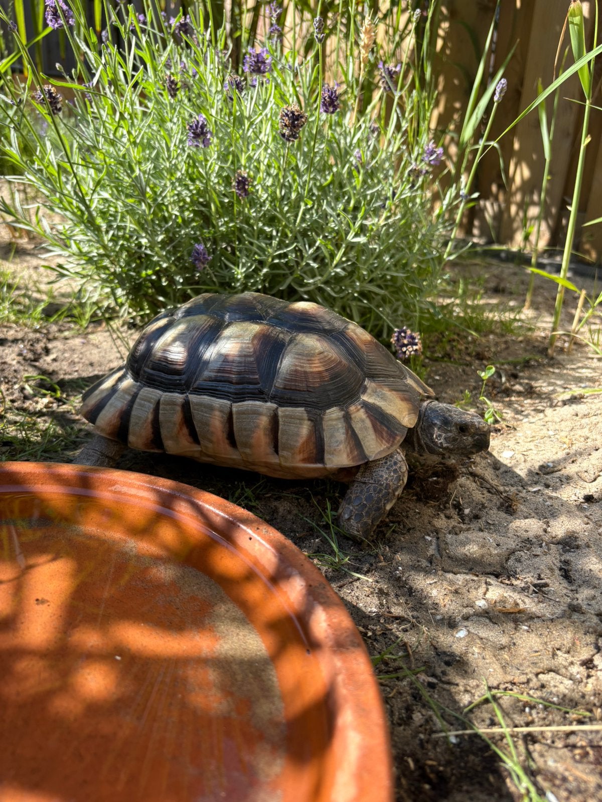 Testudo Marginata vrouw Tortoise photo 2