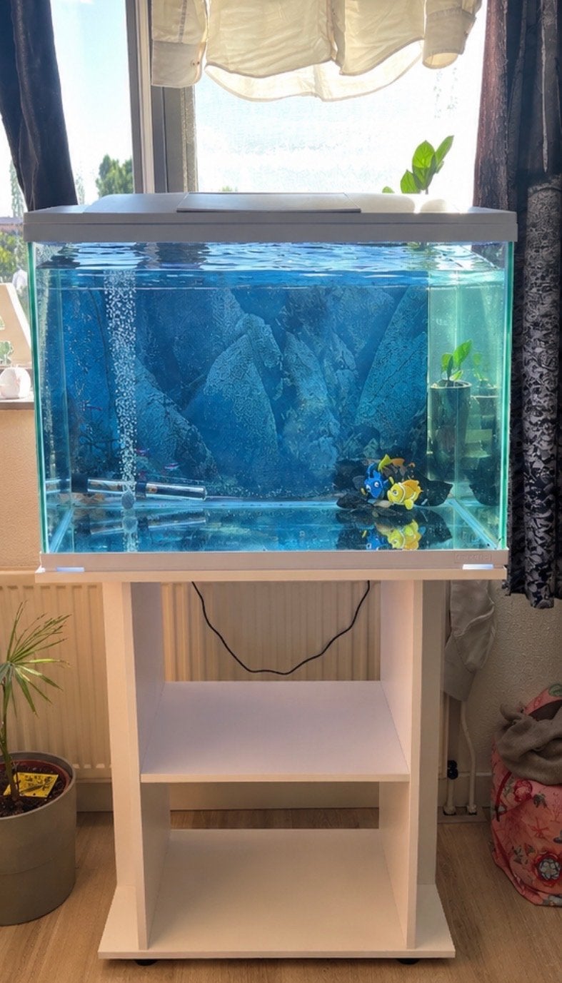 Aquarium met vissen en toebehore vandaag voor slechts €50,00, Vis, Zoetwatervis, Schoolvis