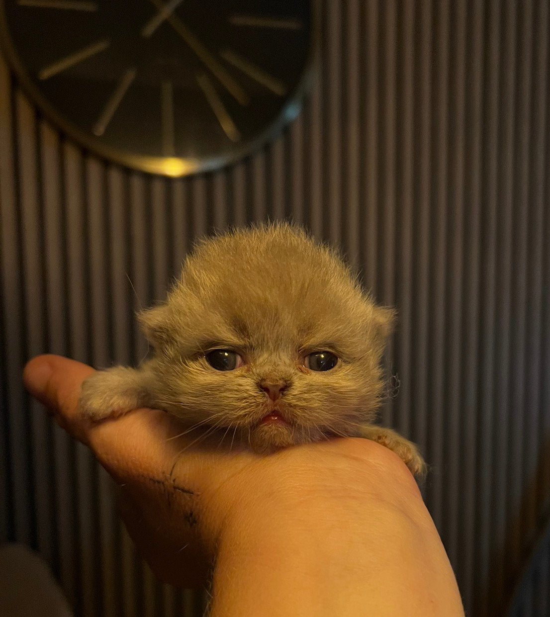 Perzisch Langhaar Blue Point X Britse Korthaar Blauw, Meerdere dieren, Ontwormd, 0 tot 2 jaar