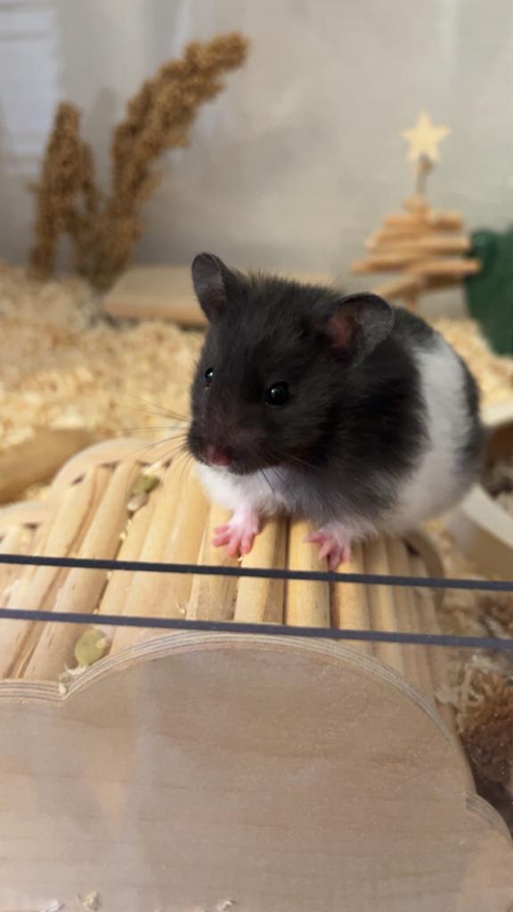 Superlieve goudhamster te koop!, Dieren en Toebehoren, Knaagdieren, Hamster, Maart, Vrouwelijk, Tam