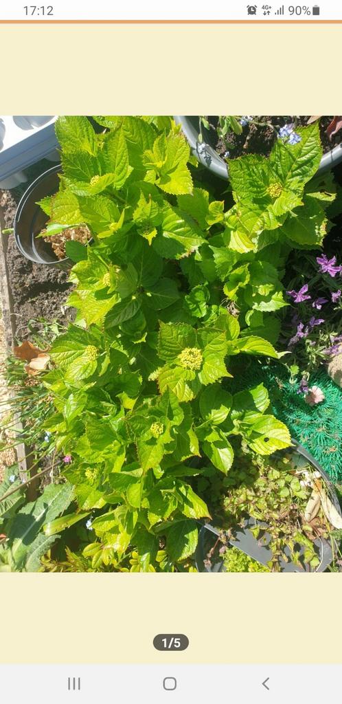 Hortensia, Ophalen, Overige soorten, Halfschaduw