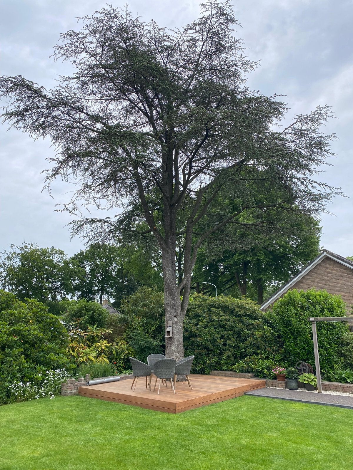 Ceder hout gratis ophalen, Ophalen of Verzenden, Halfschaduw, Overige soorten, 100 tot 250 cm