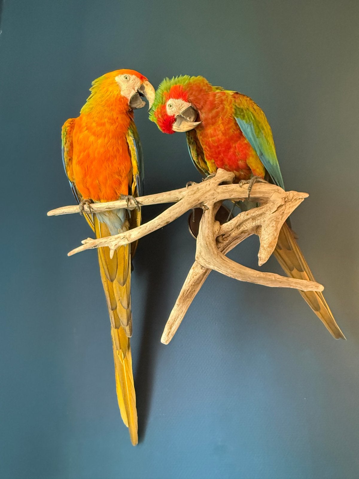 Opgezet koppel hybride ara’s, Ophalen of Verzenden, Zo goed als nieuw, Vogel, Opgezet dier