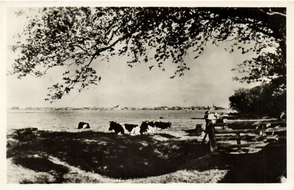 Texel, Bij Oudeschild - gezicht op - koeien - ongelopen, Ophalen of Verzenden, 1940 tot 1960, Ongelopen, Noord-Holland