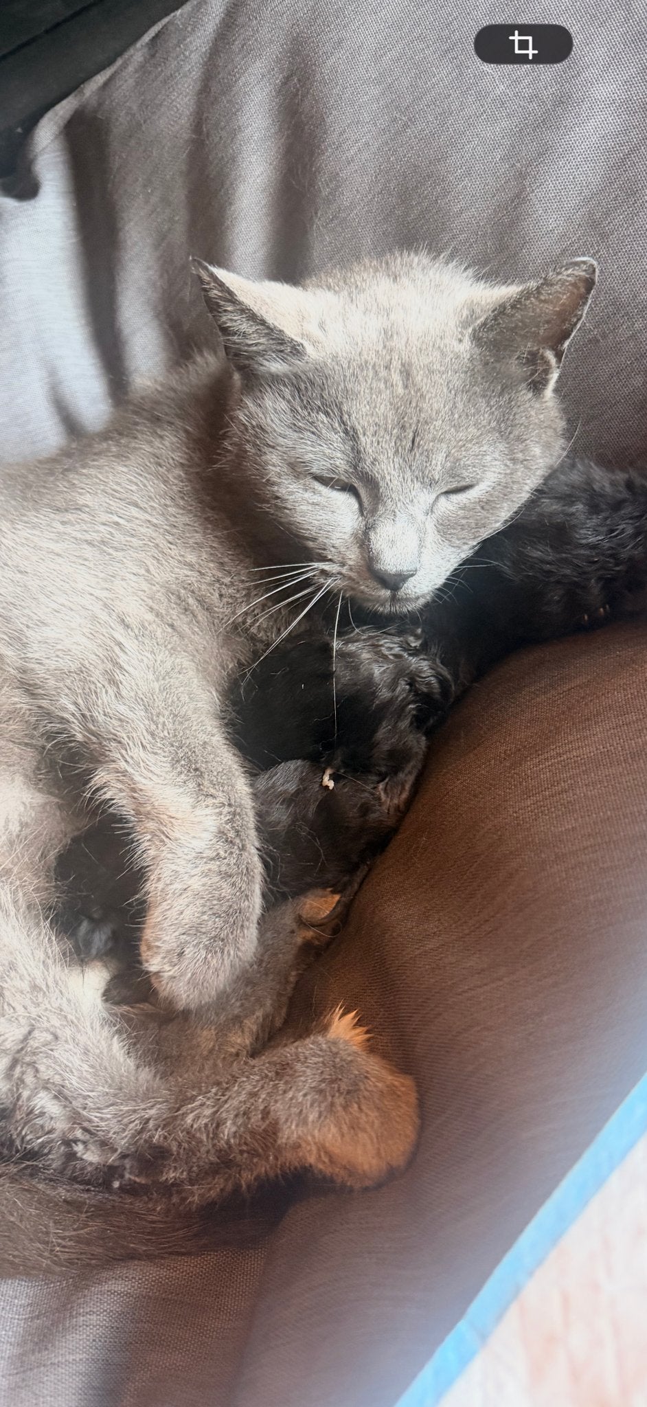 Grijze korat poes genaamd Milou, Poes