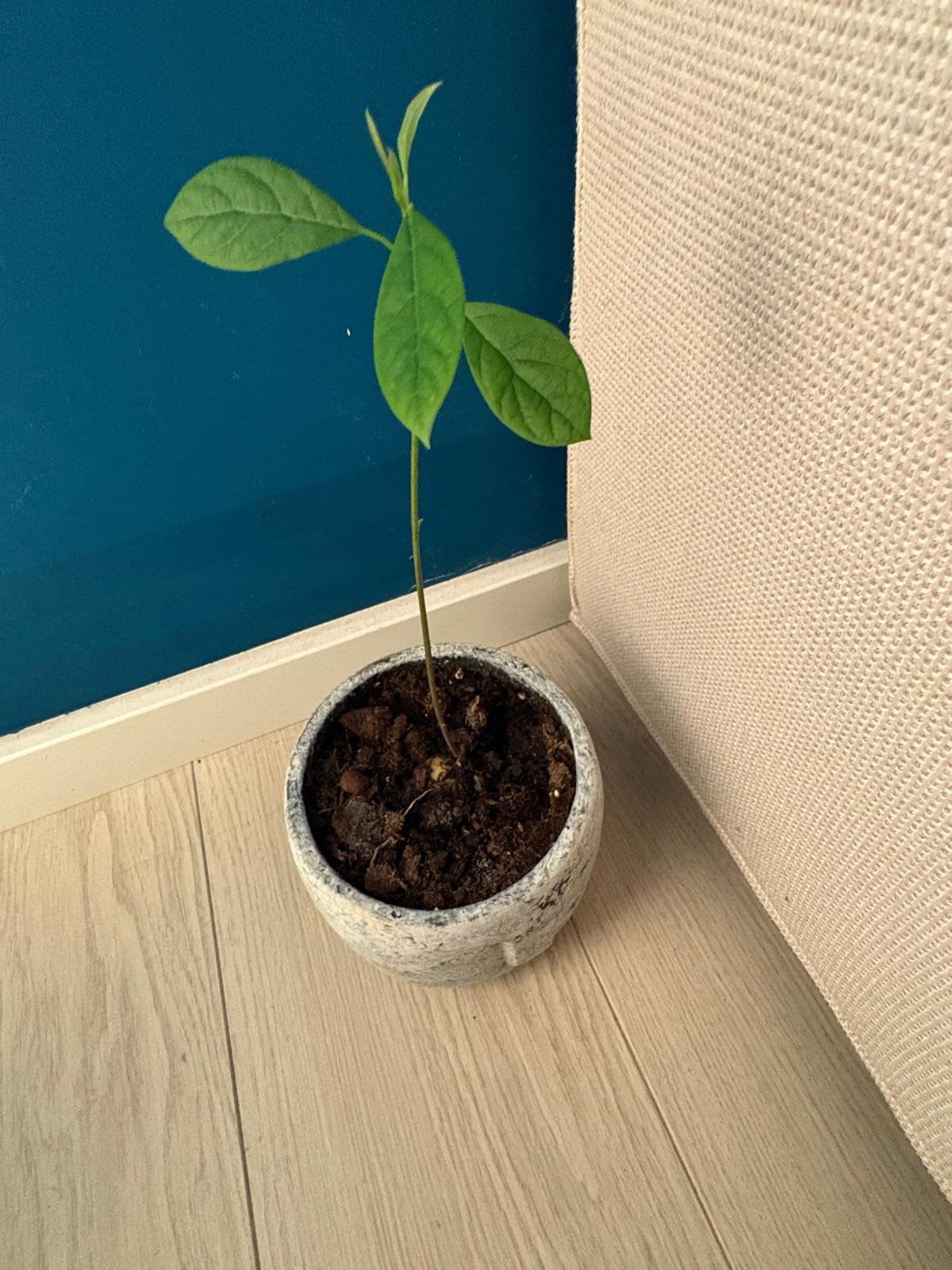 Jonge Avocado Plant in Pot - Kamerplant, Overige materialen, Minder dan 60 cm, Rond, Ophalen of Verzenden