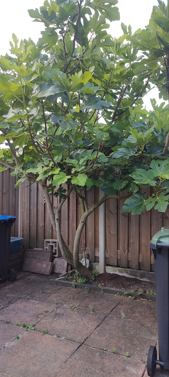 Vijgenboom, Tuin en Terras, Planten | Bomen, Bloeit niet, Overige soorten, 100 tot 250 cm, Ophalen