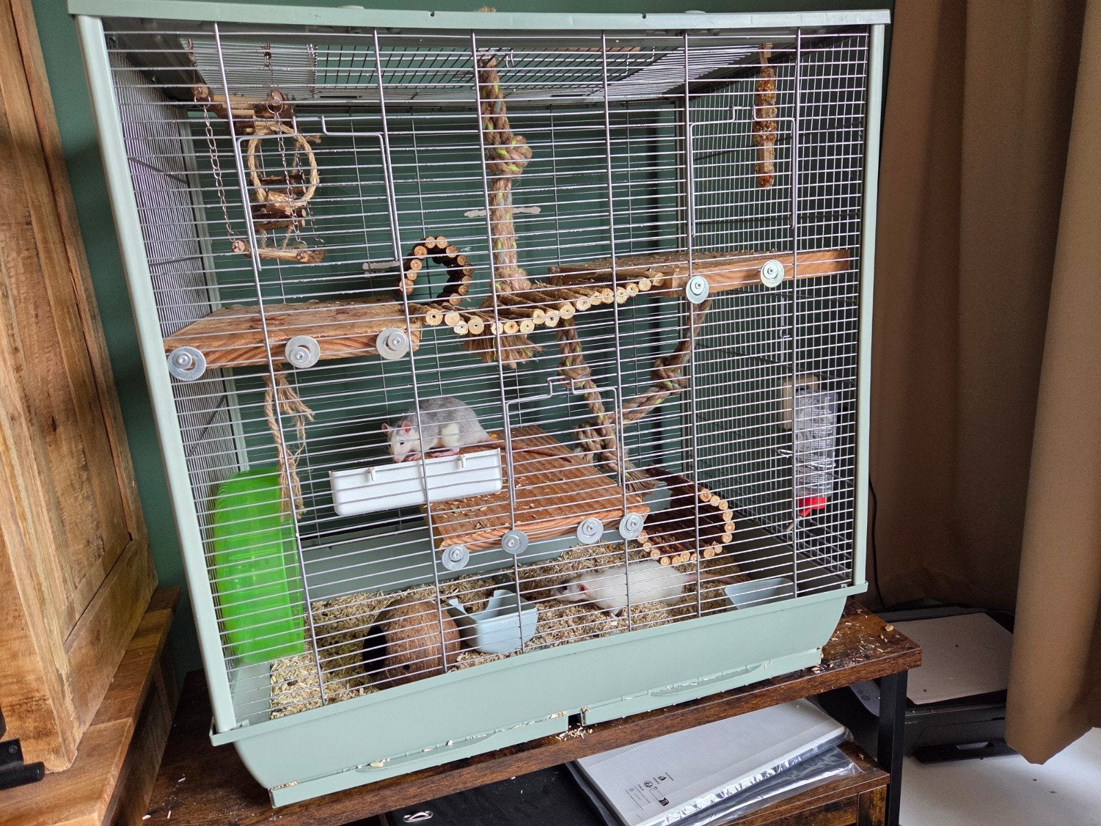 Handtamme dames ratjes 6mnd oud, inclusief spullen., Dieren en Toebehoren, Ophalen, Zo goed als nieuw, Metaal, Vogelkooi