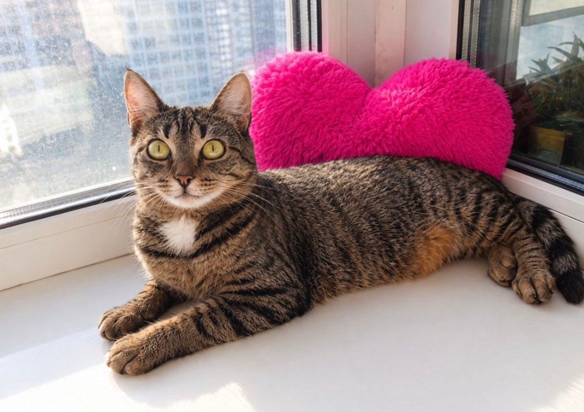 Een poes die je begrijpt: Charisma, Poes, Kortharig, 0 tot 2 jaar