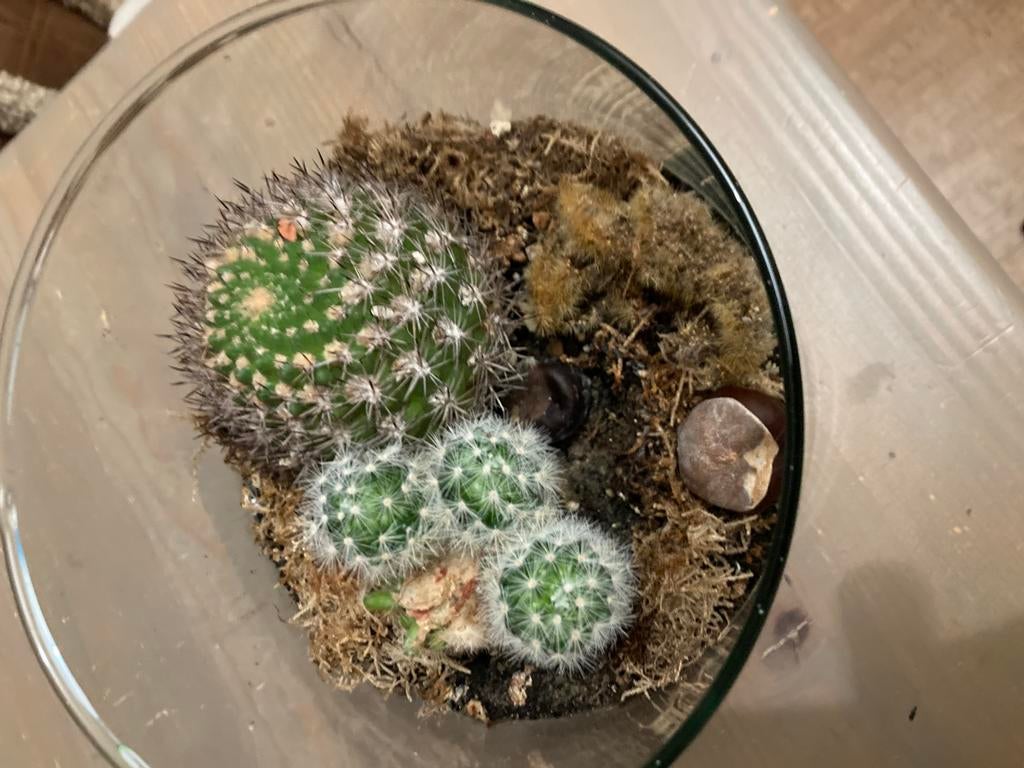 Cactus, Ophalen of Verzenden, Cactus, Minder dan 100 cm, Volle zon