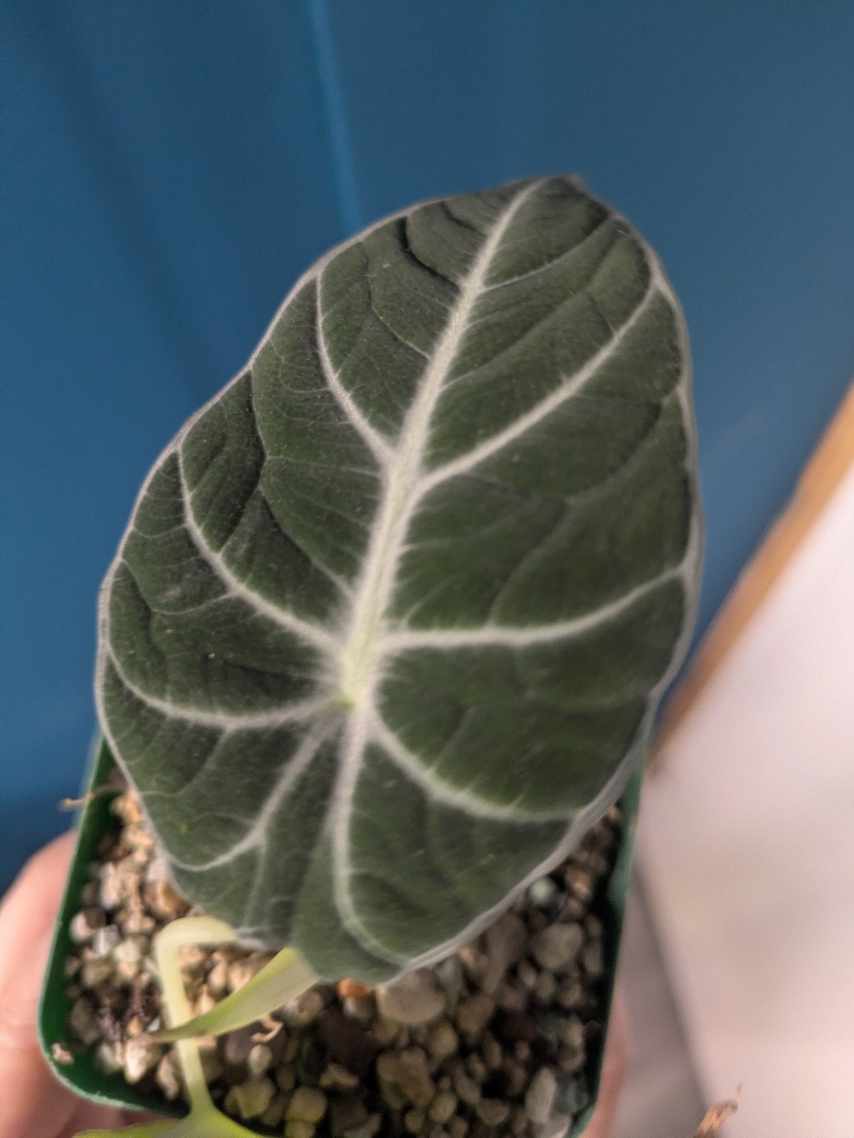 Alocasia Black Velvet, Ophalen of Verzenden, Halfschaduw, Minder dan 100 cm