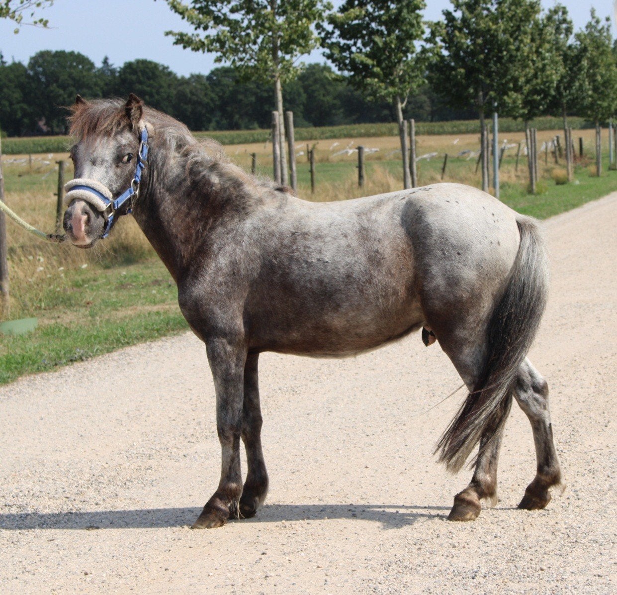 Te koop 7 super knappe shetlander en een betuigd Welsh ruin, Dieren en Toebehoren, Pony's, Ruin, A pony (tot 1.17m), Recreatiepony