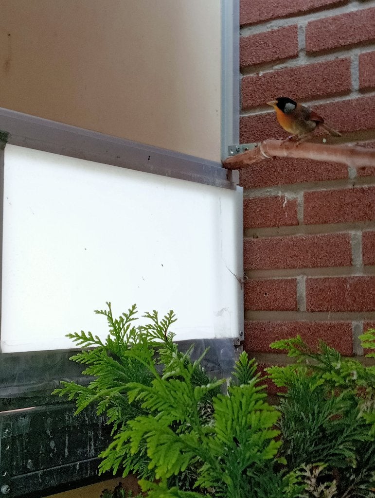 ZilveroorNachtgaal, Dieren en Toebehoren, Vrouwelijk, Tropenvogel, Geringd