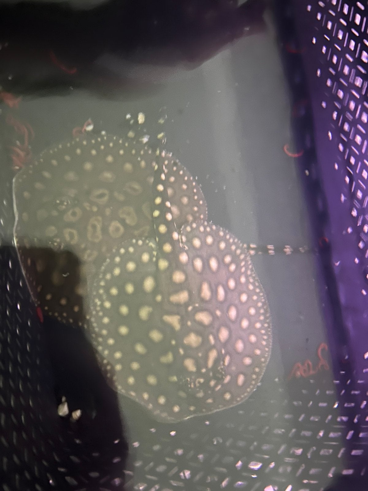 Potamotrygon Black Diamond koppel, Muziek en Instrumenten, Licht en Laser, Zo goed als nieuw, Licht, Ophalen