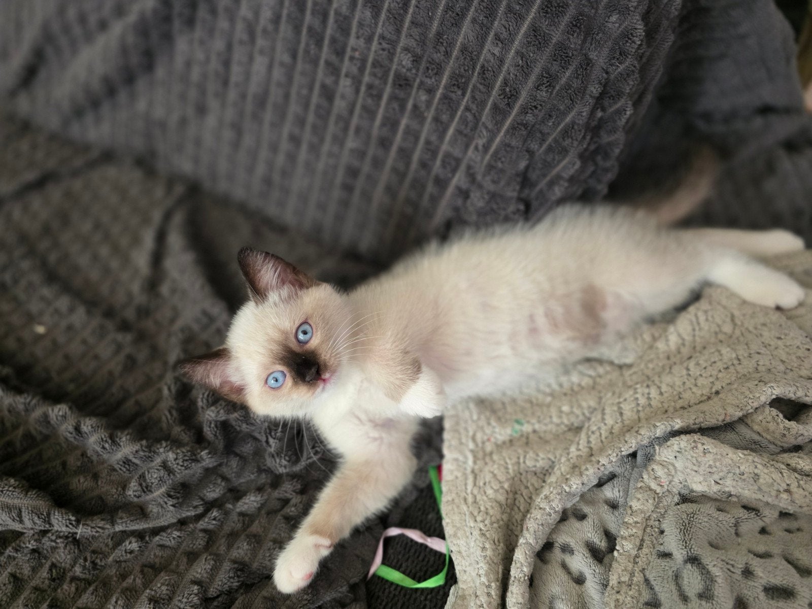 LIEF HALVE RAGDOLL POESJE ZOEKT EEN LIEFDEVOL THUISJE, Poes