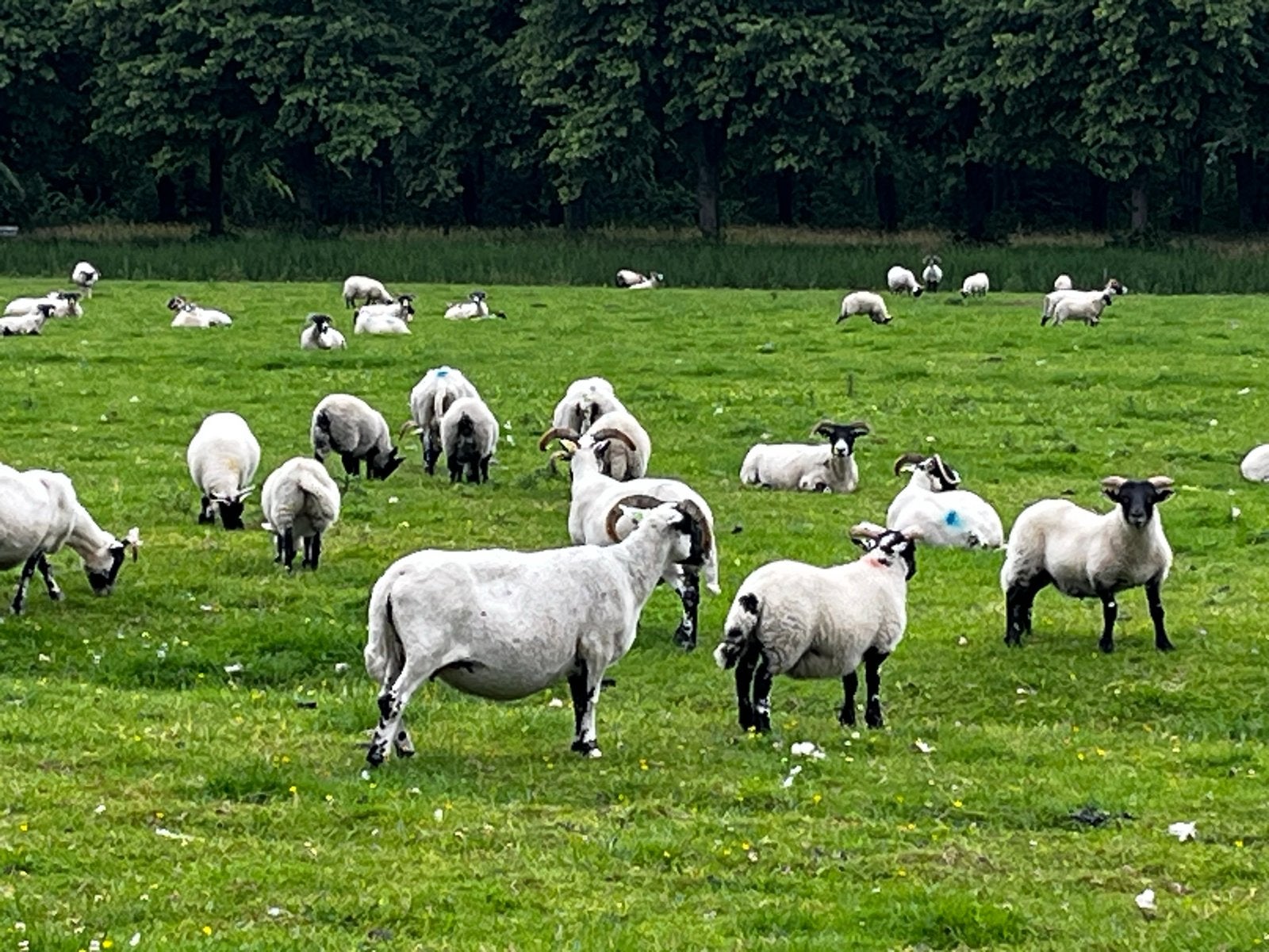 Scottish blackface schapen, Dieren en Toebehoren, Schapen, Geiten en Varkens, Meerdere dieren, Schaap