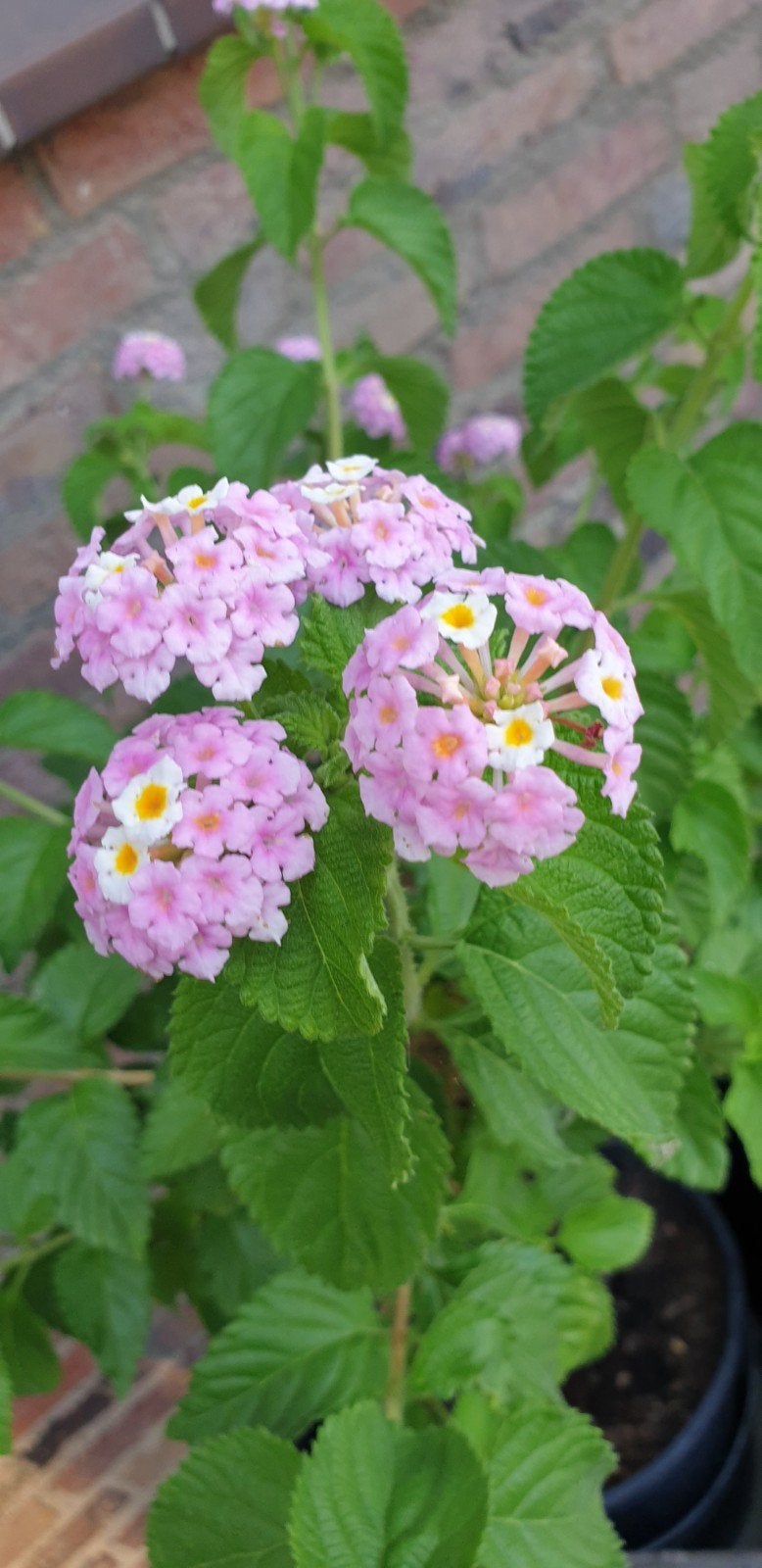 Wisselbloem ( 1 m hoog) - zonder de plantenbak, Volle zon, Vaste plant, Zomer, Ophalen
