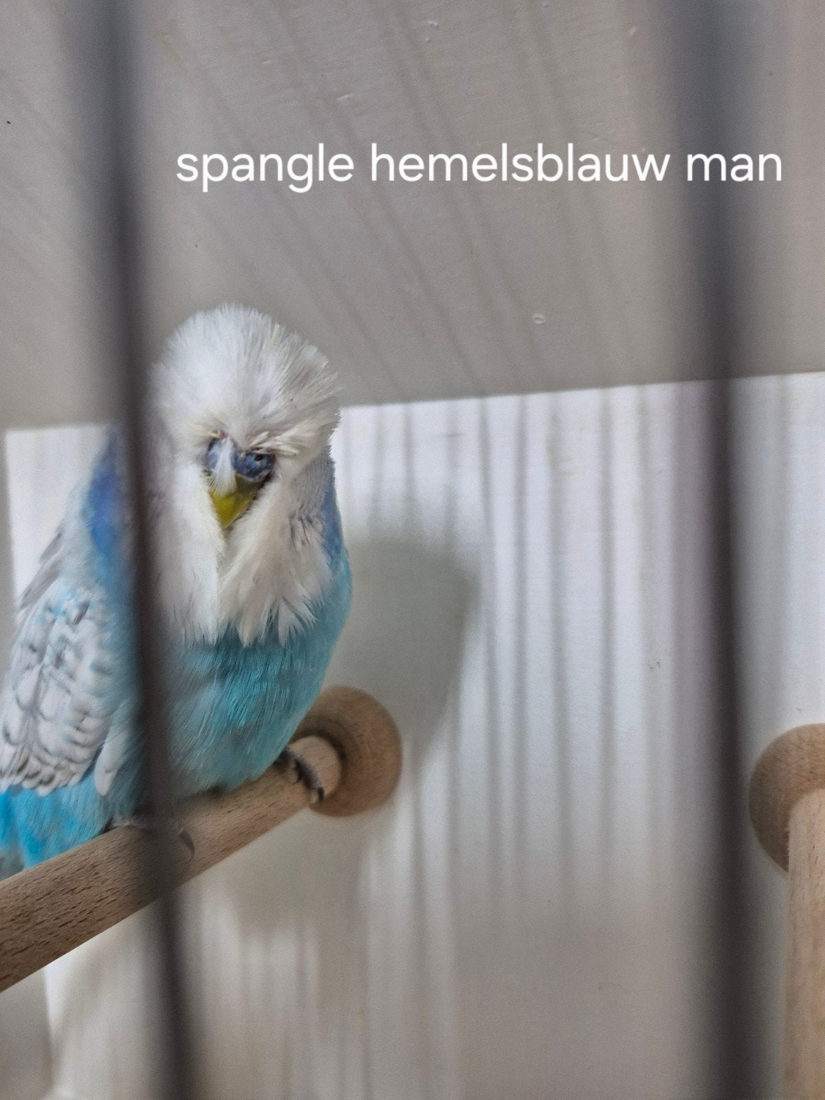 Engelse grasparkieten, Mannelijk, Parkiet