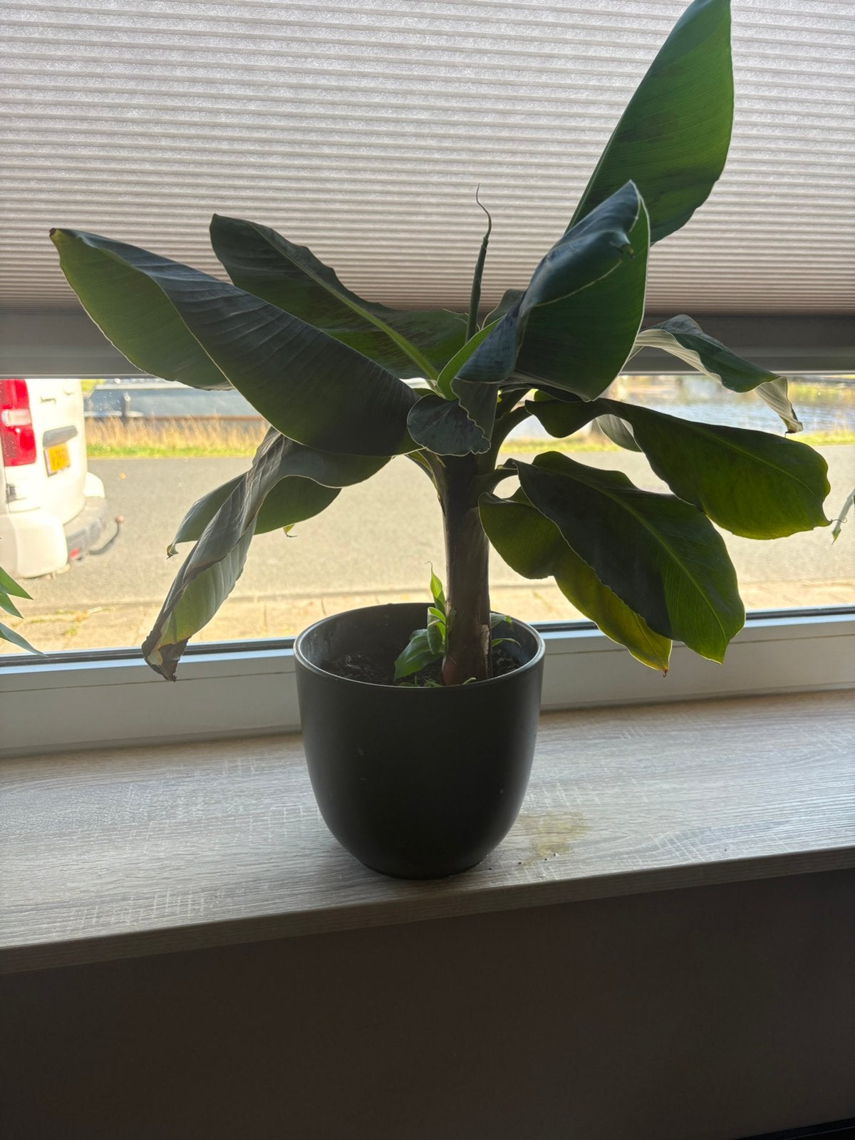 Prachtige bananenplant ( stek ), Ophalen, Halfschaduw, Minder dan 100 cm