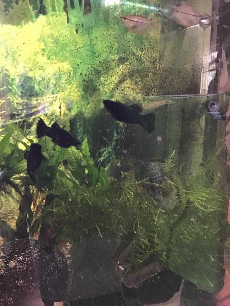 Black molly, Vis, Zoetwatervis, Schoolvis