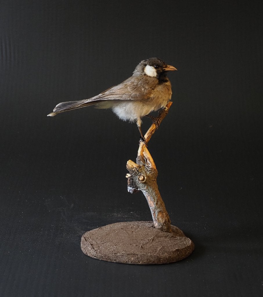Witoorbuulbuul, Verzamelen, Ophalen of Verzenden, Nieuw, Vogel, Opgezet dier