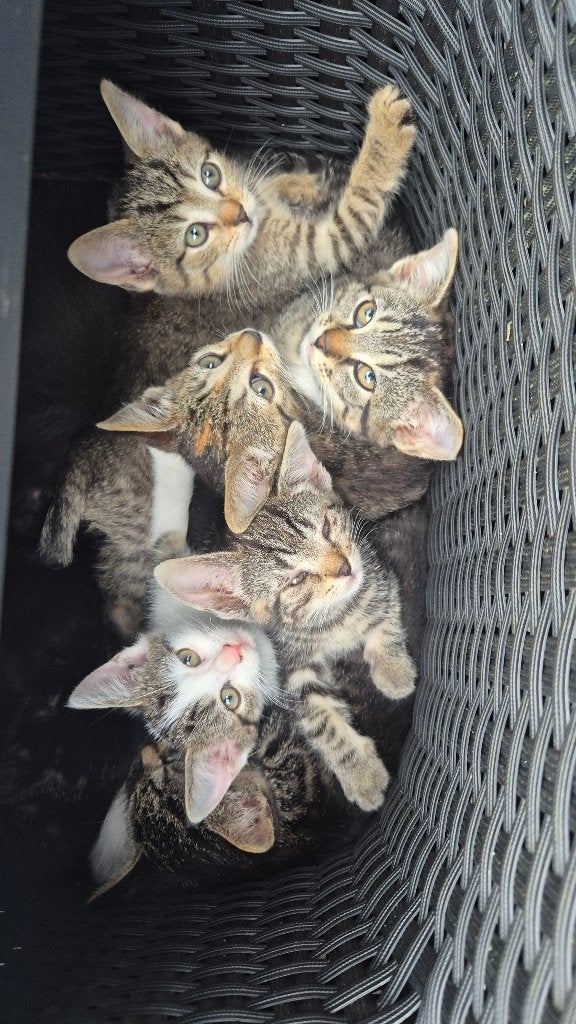 Lieve Kittens Katers en poezen, Dieren en Toebehoren, Katten en Kittens | Overige Katten, Kortharig, Meerdere dieren, 0 tot 2 jaar