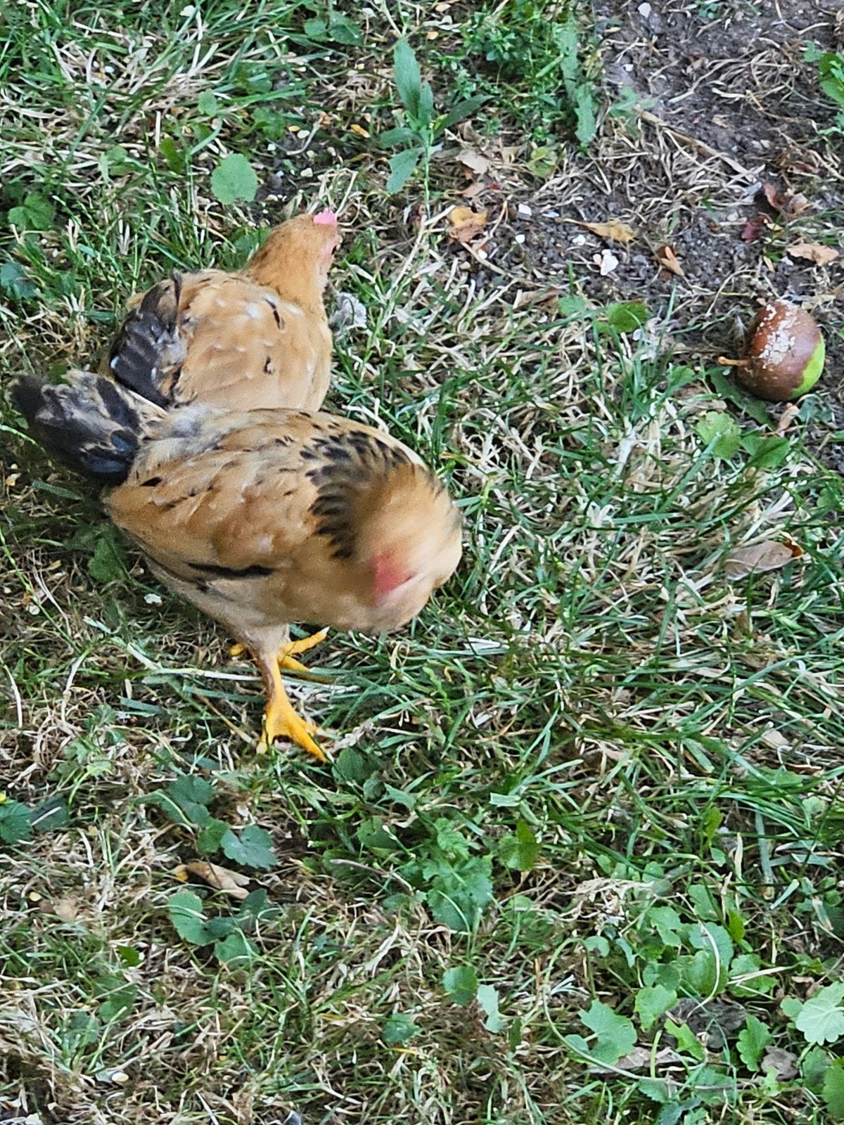 Noord Hollandse Kriel haantjes gratis, Dieren en Toebehoren, Pluimvee, Mannelijk, Kip