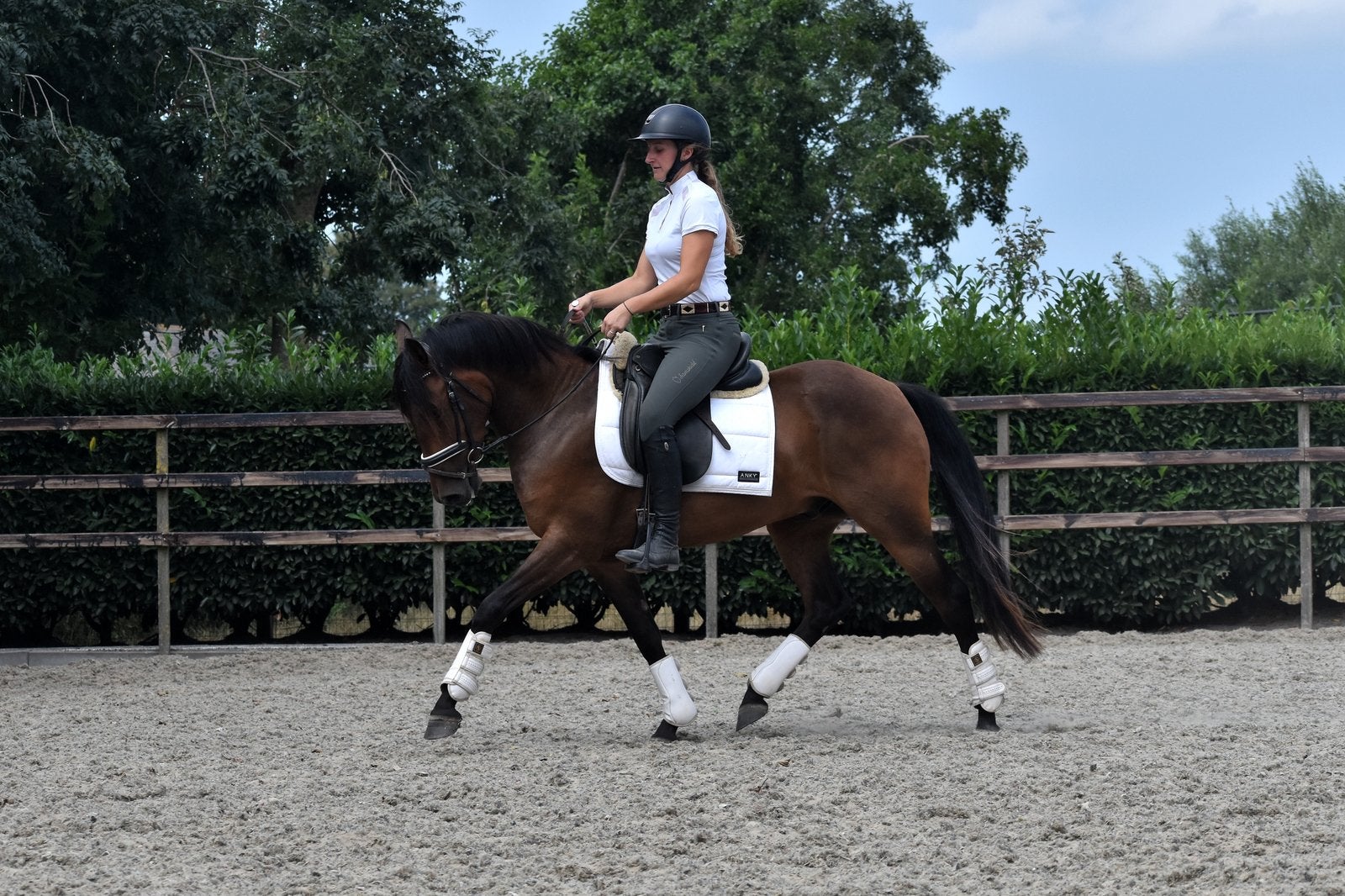 ## TOP BRAVE EN SUPER FIJNE NEW FOREST PONY ##, E pony (1.48m - 1.57m), B, Ruin, Dressuurpony
