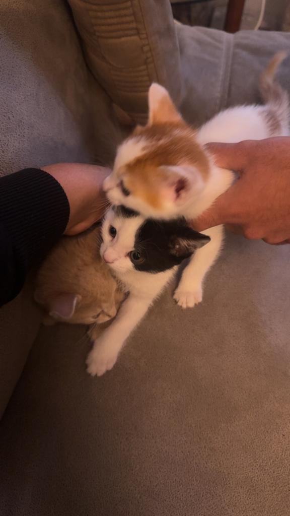 Kittens, Kater