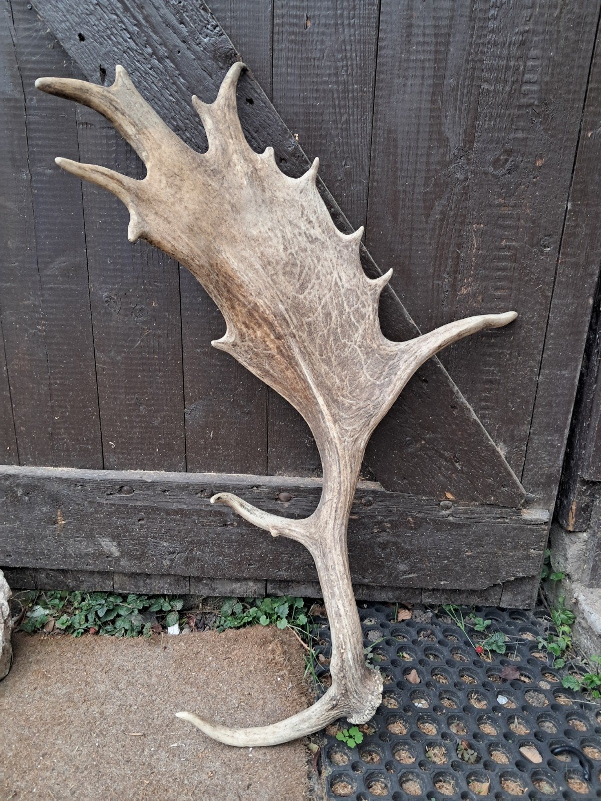 Zeer groot damhert gewei stang 90-100cm!, Ophalen of Verzenden, Gebruikt, Hert, Gewei of Kop