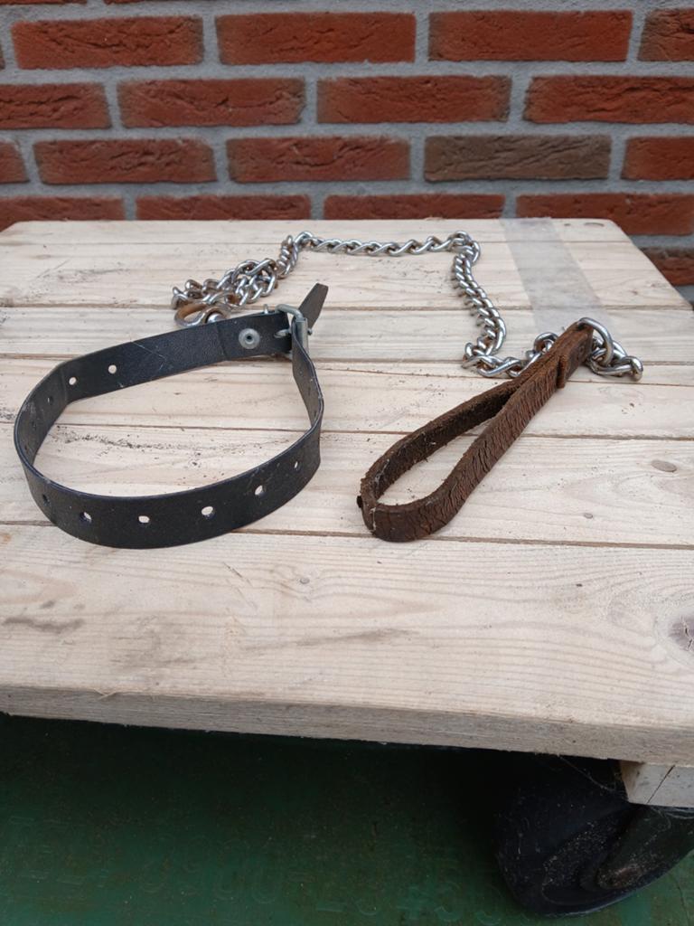 Hondenketting met halsband, Ophalen of Verzenden, Nieuw