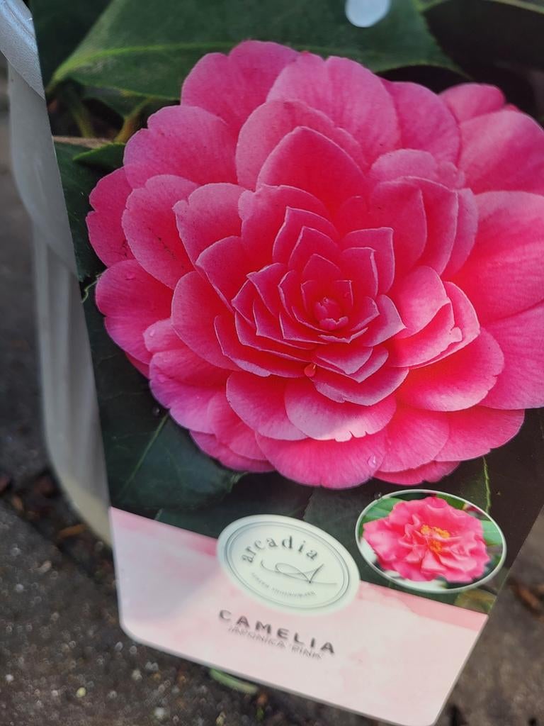 Cammelia uitzoeken vanaf 19.99, Ophalen of Verzenden, Volle zon