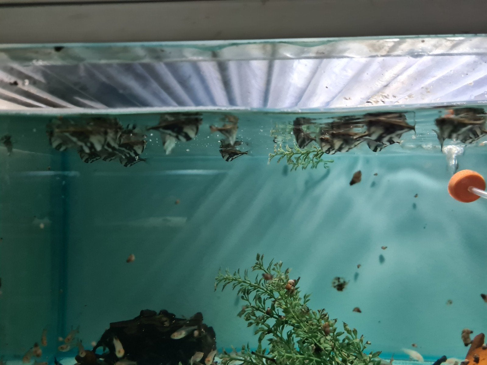 Bijlzalmen, Carnegiella Strigata, marmerbijlzalm, Dieren en Toebehoren, Vis