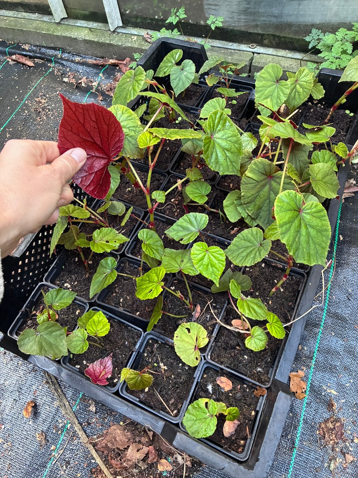 Winterharde begonia 28 stuks!, Ophalen, Overige soorten, Volle zon