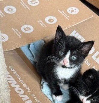 Kittens, Meerdere dieren, Kortharig, 0 tot 2 jaar