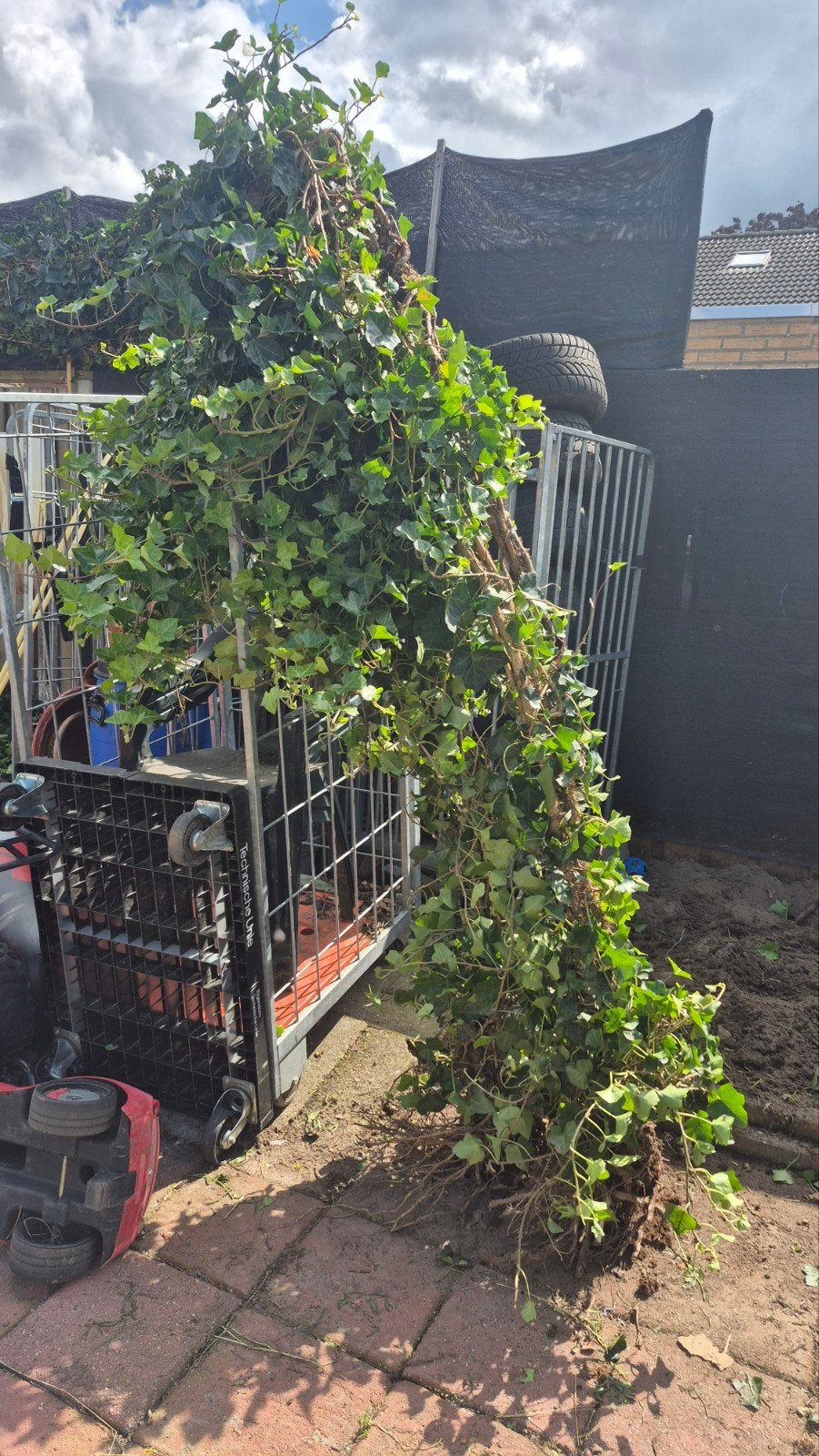 Hedra/ Klimop GRATIS, Tuin en Terras, Planten | Struiken en Hagen, Ophalen, Overige soorten, Haag, 100 tot 250 cm