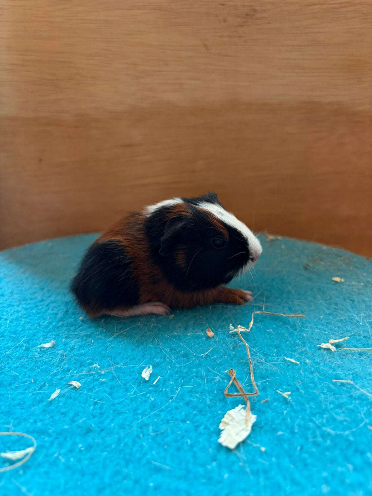 Jonge cavias, Dieren en Toebehoren, Cavia, Juli, Meerdere dieren, Tam