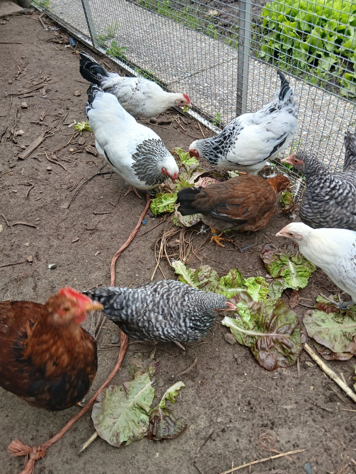 Diverse trio s kippen, Meerdere dieren, Kip