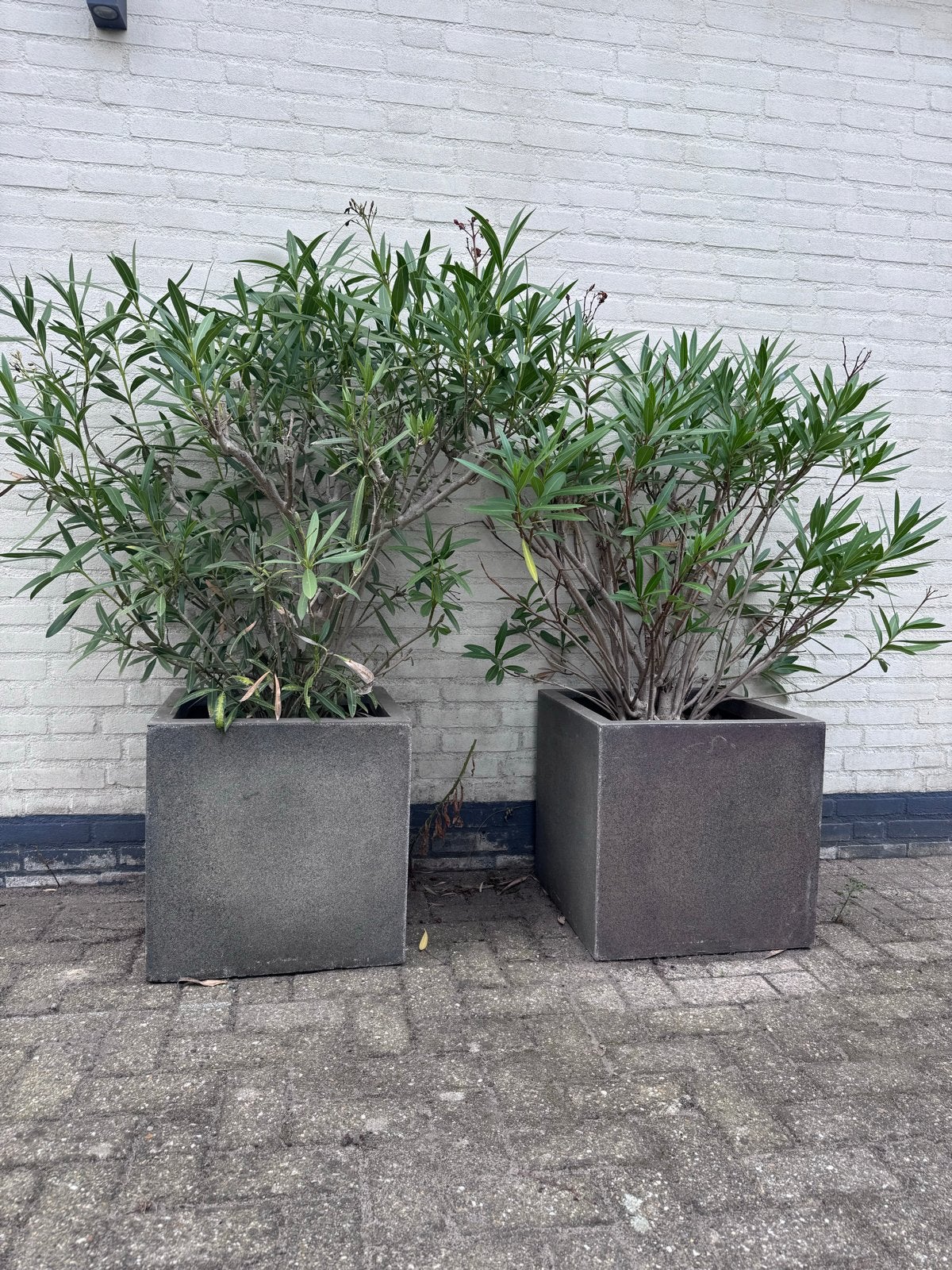 Twee grote prachtige Oleanders in vierkante potten, Tuin en Terras, Volle zon, Vaste plant, Zomer, Ophalen