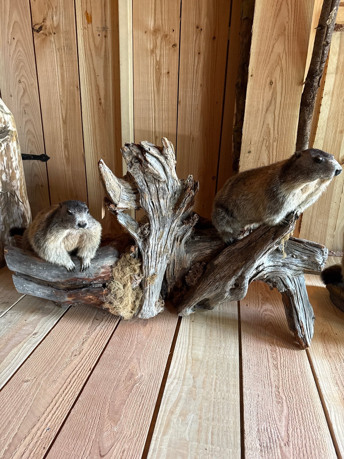Opgezette alpen marmotten op hout(murmeltier), Ophalen, Nieuw, Wild dier, Opgezet dier