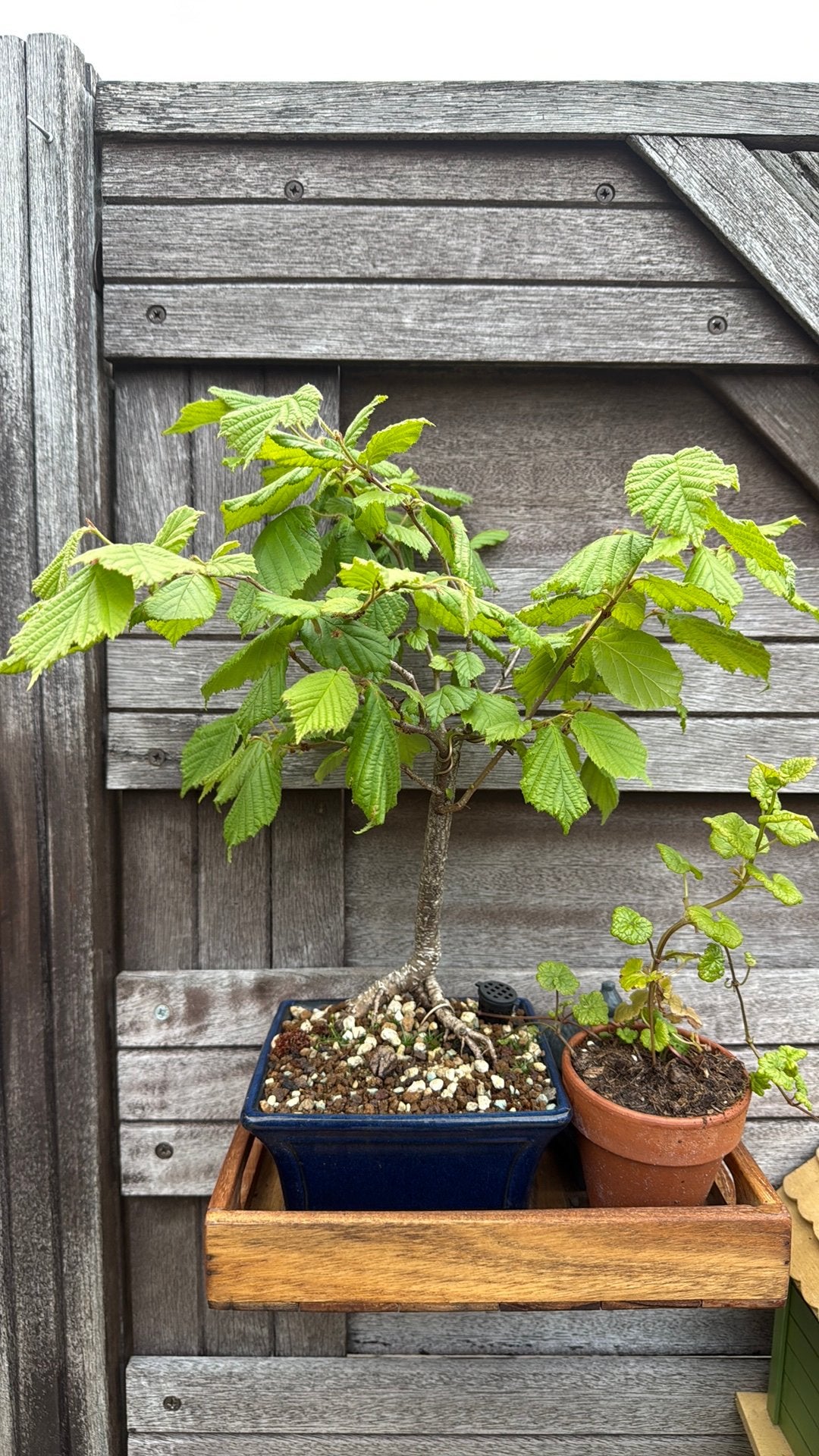 Hazelaar bonsai, Tuin en Terras, Ophalen, Bloeit niet, Halfschaduw, Overige soorten
