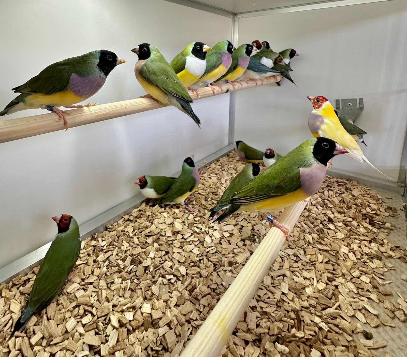 Gouldamadines, Meerdere dieren