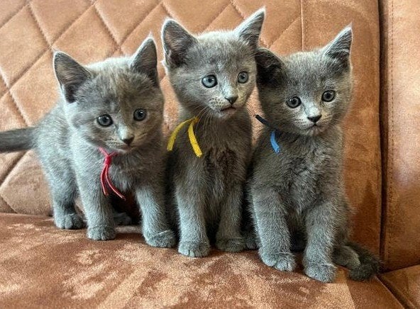 Blauwe rus kittens, Meerdere dieren, Met stamboom