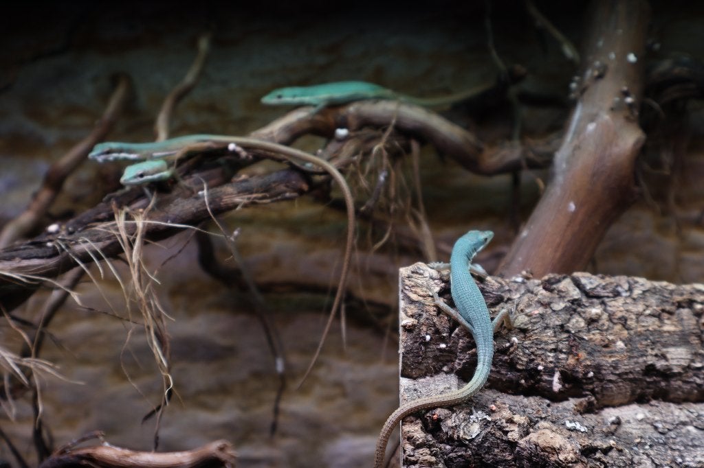 Smaragd langstaarthagedis (Takydromus smaragdinus), Hagedis, 0 tot 2 jaar