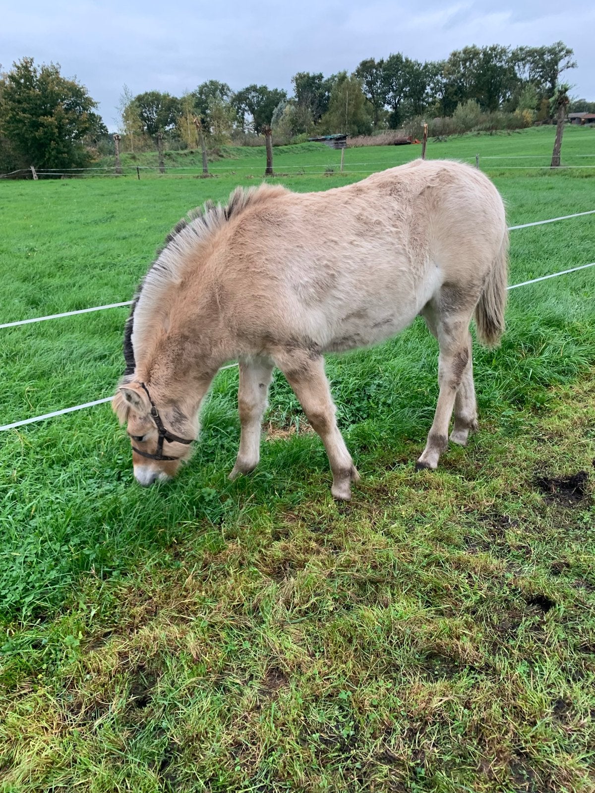 Te koop een lief Fjord hengstveulen, Met stamboom, Niet van toepassing, 0 tot 2 jaar, Hengst
