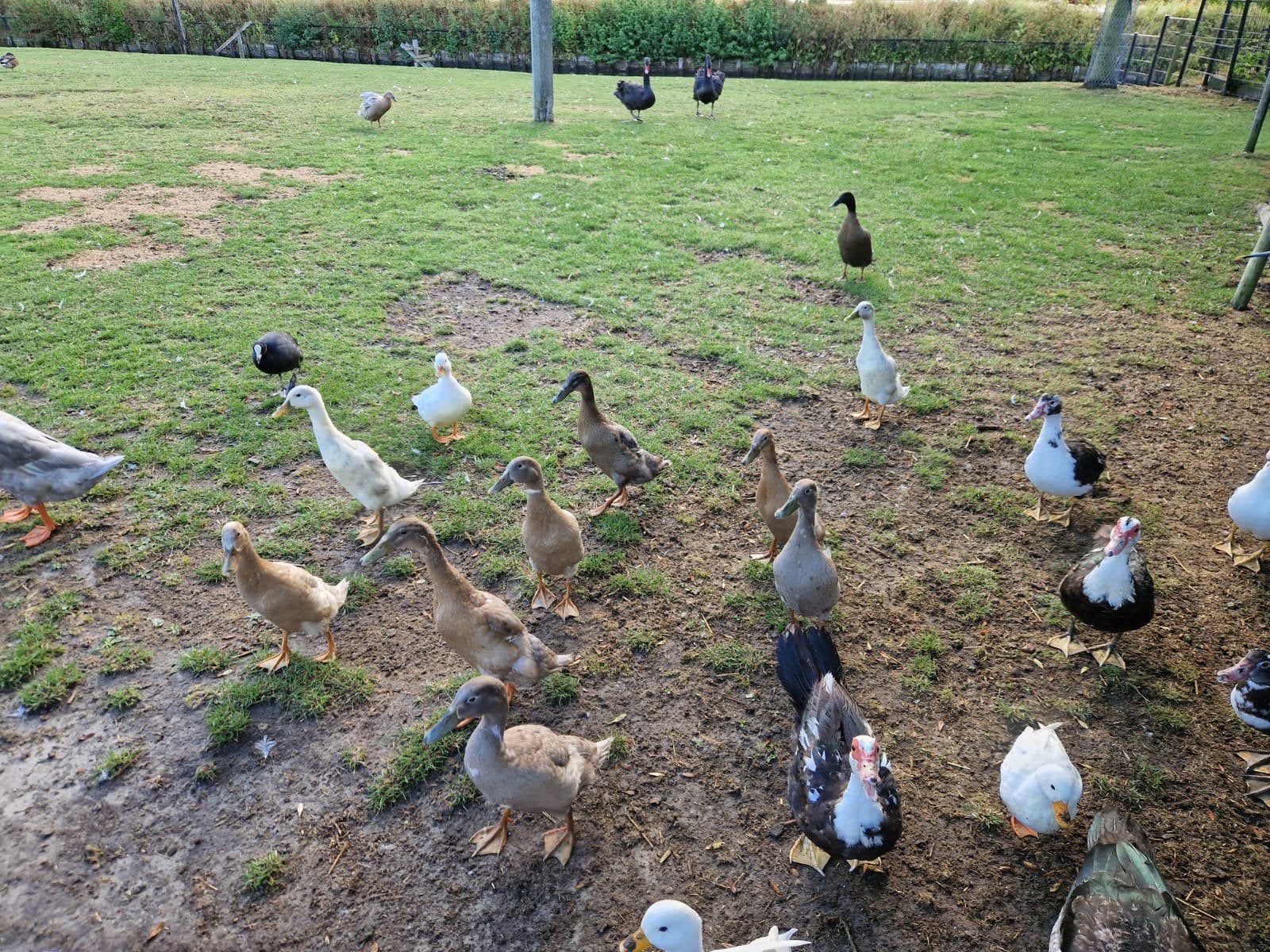 Meerdere loopeenden, Meerdere dieren, Eend