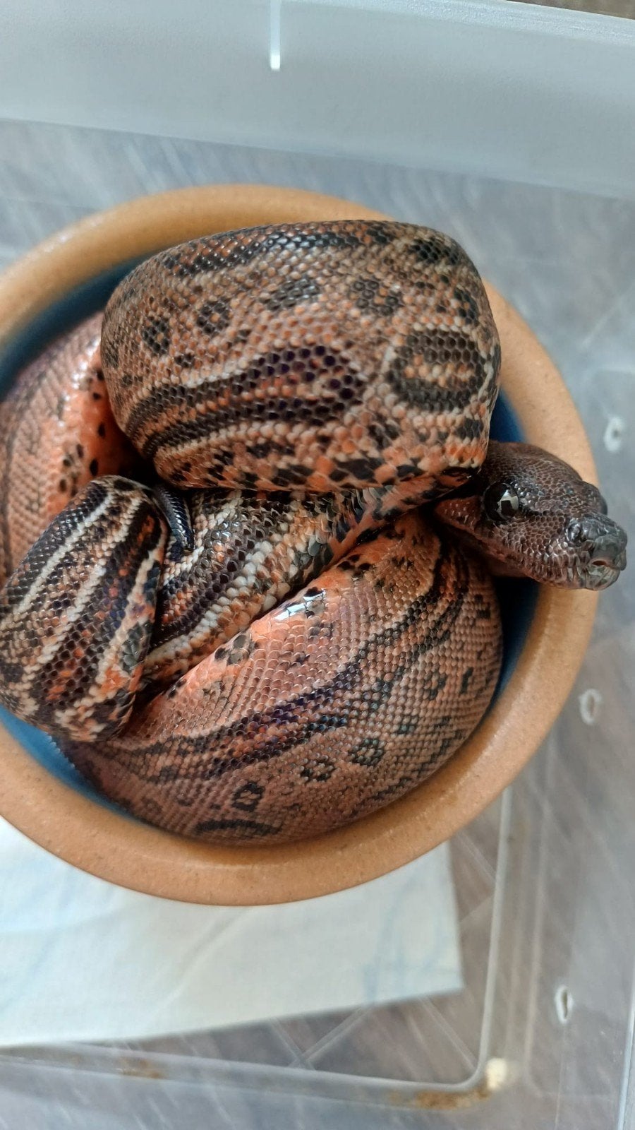zeer mooie Leopard boa vrouw, Dieren en Toebehoren, Reptielen en Amfibieën, Slang, 0 tot 2 jaar