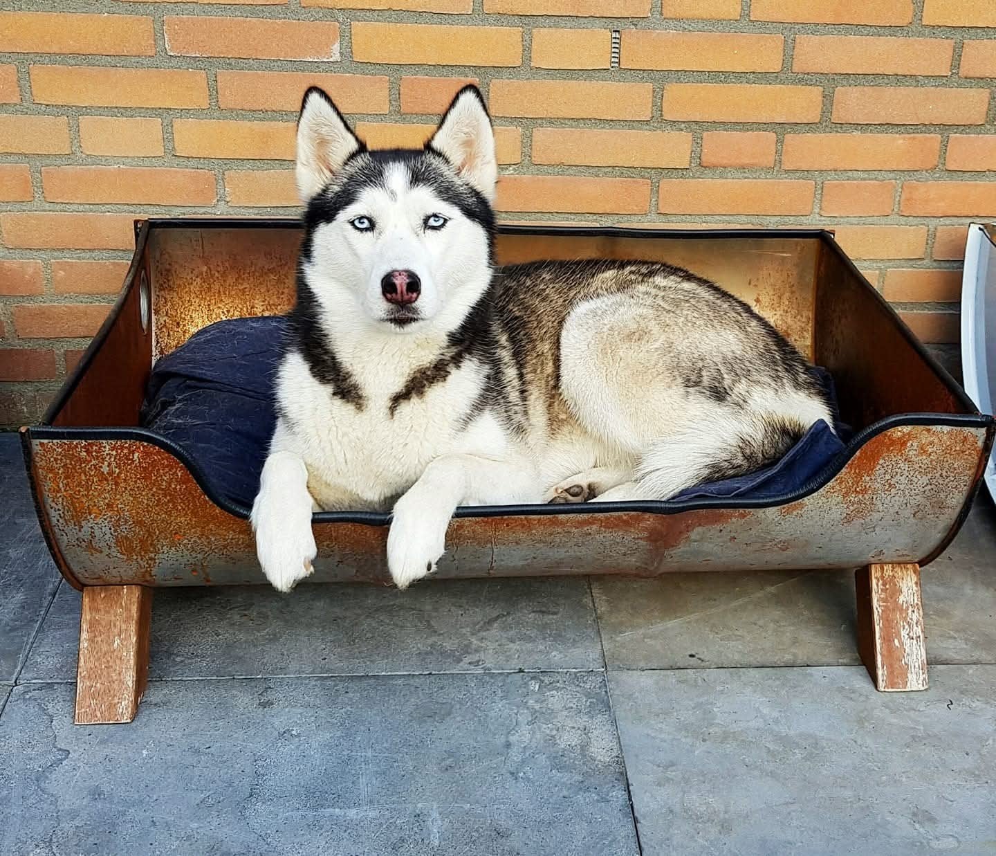 honden bak, Ophalen, Overige