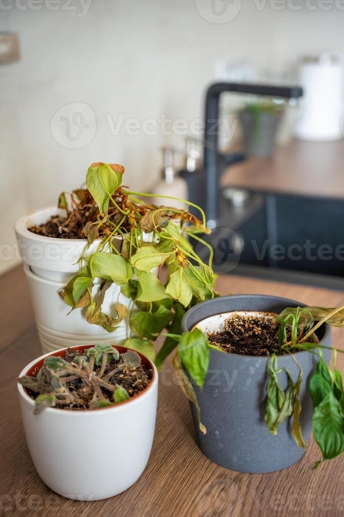 PLANTEN  ASİEL🍀🪴🌵, Ophalen of Verzenden, Halfschaduw, Minder dan 100 cm