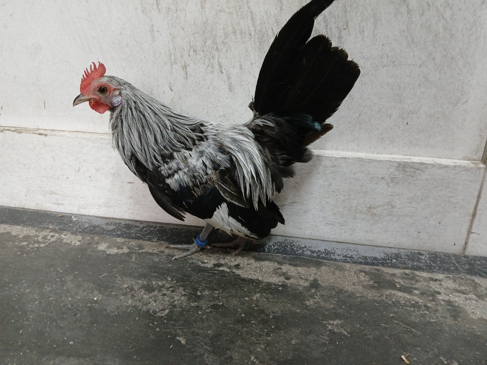 2 hollandse kriel zilverpatrijs fokhaan., Dieren en Toebehoren, Pluimvee, Mannelijk, Kip